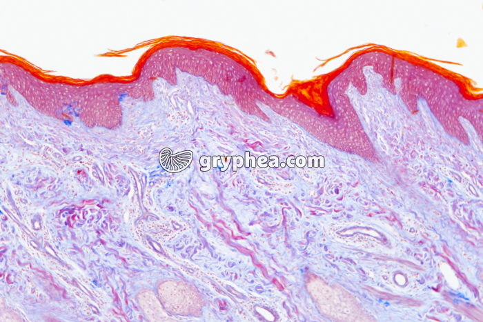 Peau avec poils en CL x25 - gryphea.org